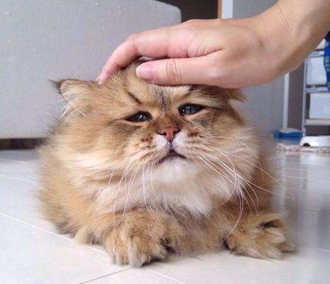 Acid Picdump (94 pics)