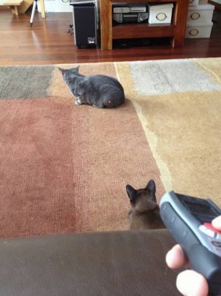 Acid Picdump (94 pics)