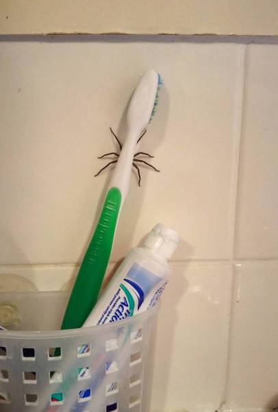 Acid Picdump (94 pics)