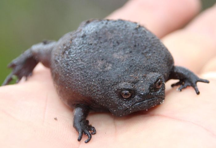 The Black Rain Frog Is The Grumpy Cat Of Frogs (4 pics)