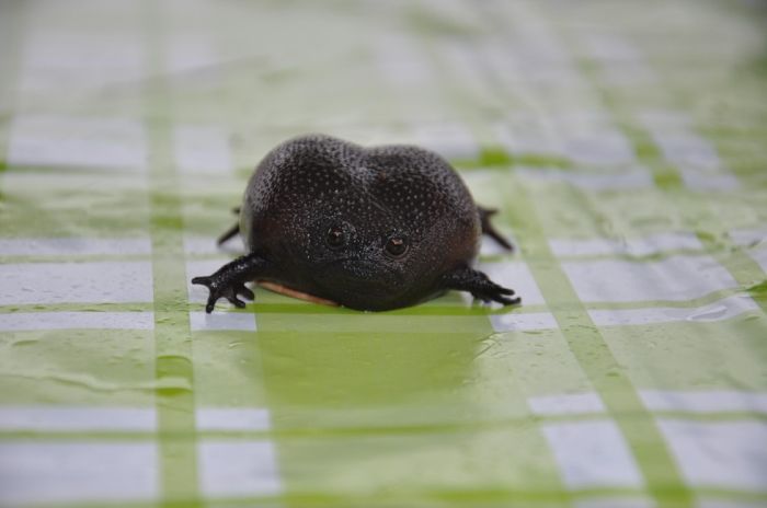 The Black Rain Frog Is The Grumpy Cat Of Frogs (4 pics)