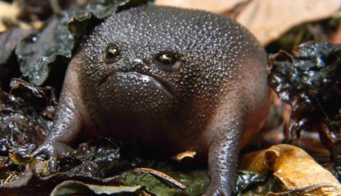 The Black Rain Frog Is The Grumpy Cat Of Frogs (4 pics)