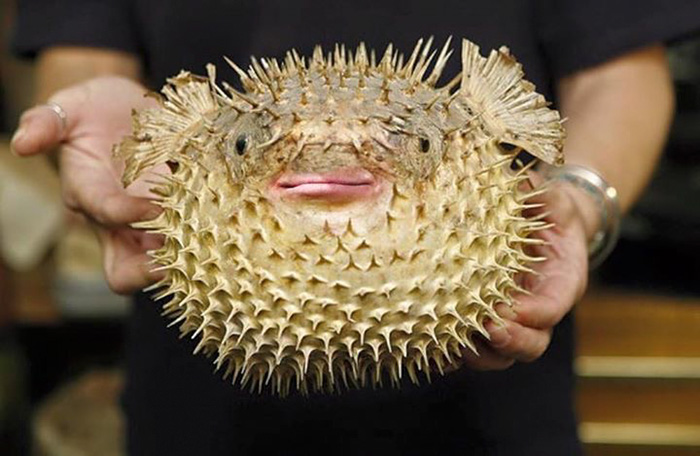 It Turns Out That Donald Trump’s Mouth Fits Perfectly On Pufferfish (12 pics)