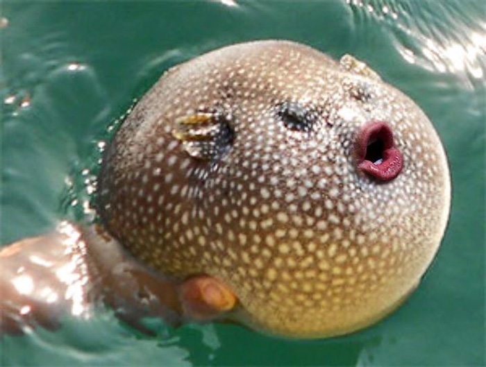 It Turns Out That Donald Trump’s Mouth Fits Perfectly On Pufferfish (12 pics)