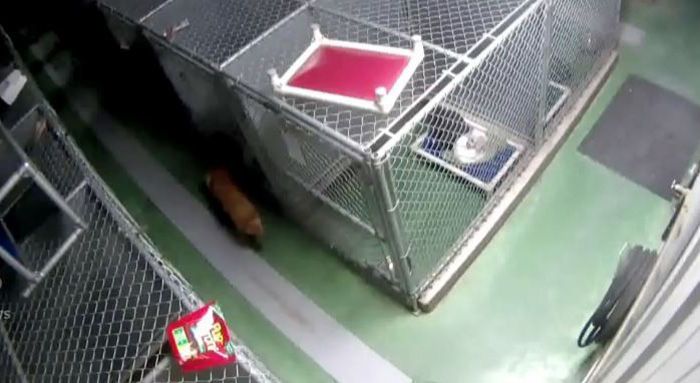 Dog Tries To Comfort Crying Puppies After Breaking Out Of Its Kennel (5 pics)
