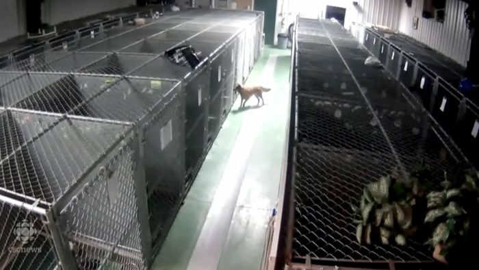 Dog Tries To Comfort Crying Puppies After Breaking Out Of Its Kennel (5 pics)