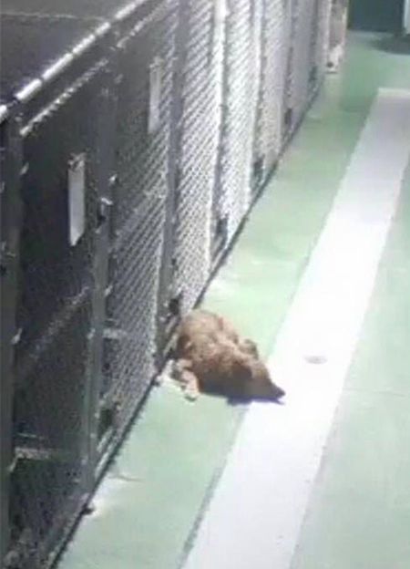 Dog Tries To Comfort Crying Puppies After Breaking Out Of Its Kennel (5 pics)