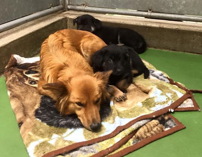 Dog Tries To Comfort Crying Puppies After Breaking Out Of Its Kennel (5 pics)