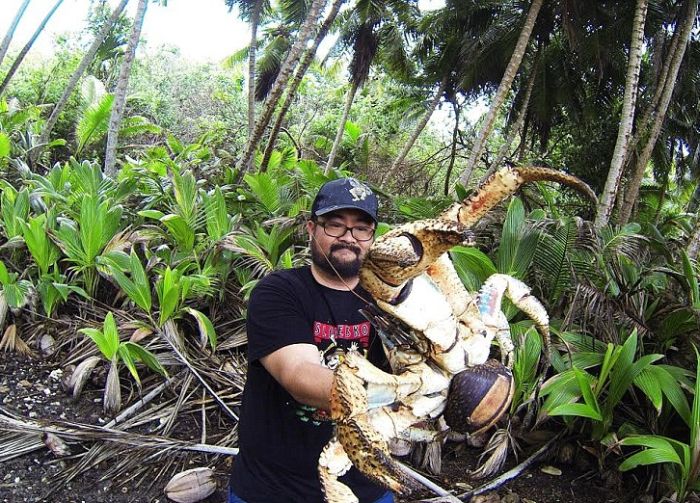 You Will Be Terrified When You See What A Coconut Crab Looks Like (2 pics)