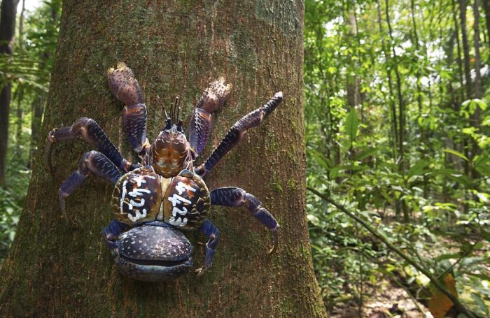 You Will Be Terrified When You See What A Coconut Crab Looks Like (2 pics)