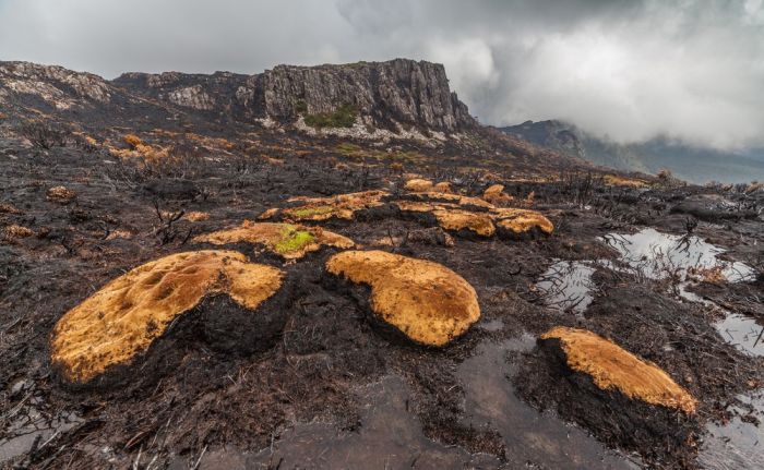 The Island Of Tasmania Has Been Damaged After Fires Burned For A Week (16 pics)