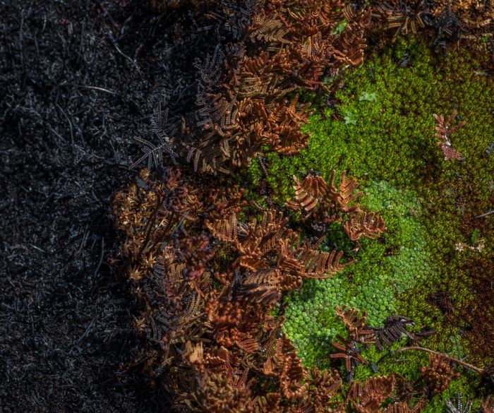 The Island Of Tasmania Has Been Damaged After Fires Burned For A Week (16 pics)