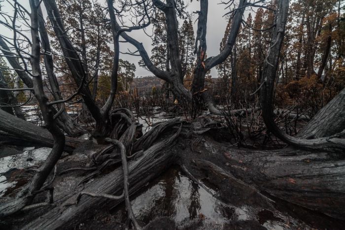 The Island Of Tasmania Has Been Damaged After Fires Burned For A Week (16 pics)