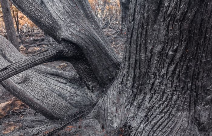 The Island Of Tasmania Has Been Damaged After Fires Burned For A Week (16 pics)