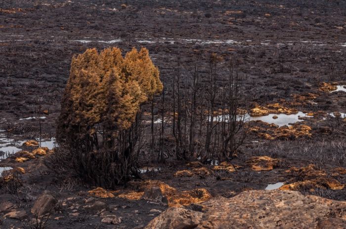 The Island Of Tasmania Has Been Damaged After Fires Burned For A Week (16 pics)