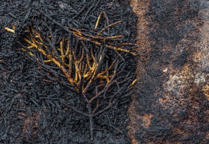 The Island Of Tasmania Has Been Damaged After Fires Burned For A Week (16 pics)