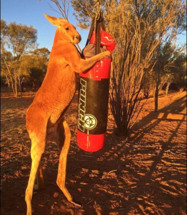 Meet Roger, The Most Muscular Kangaroo On The Planet (9 pics)