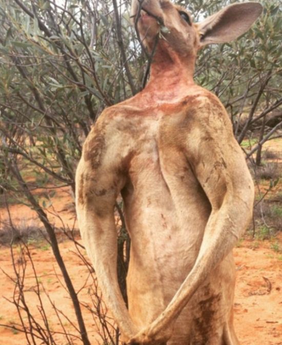Meet Roger, The Most Muscular Kangaroo On The Planet (9 pics)