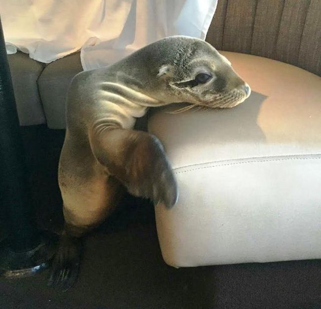 Sea Lion Stops By For Breakfast At The Marine Room (4 pics)