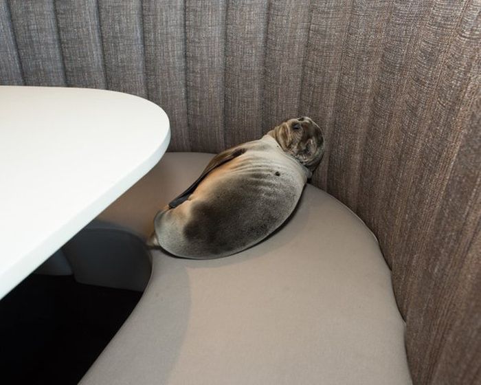 Sea Lion Stops By For Breakfast At The Marine Room (4 pics)