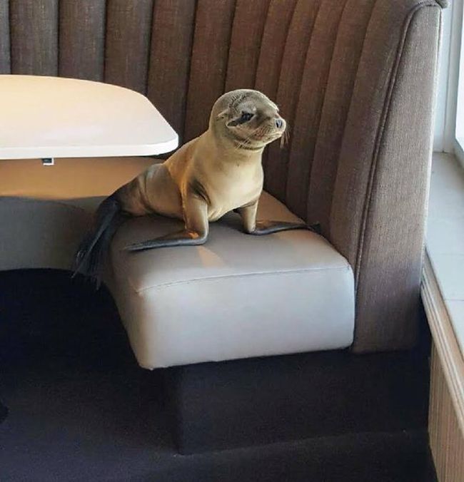 Sea Lion Stops By For Breakfast At The Marine Room (4 pics)