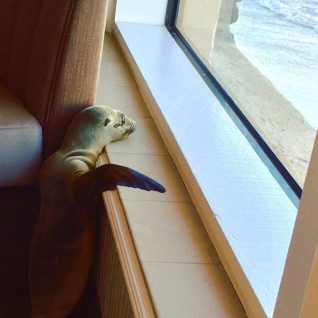 Sea Lion Stops By For Breakfast At The Marine Room (4 pics)