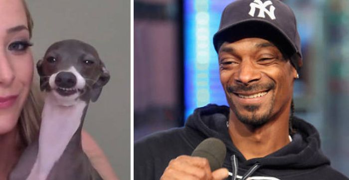 Celebrities Side By Side With Their Animal Doppelgangers (58 pics)