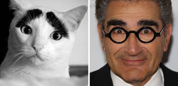 Celebrities Side By Side With Their Animal Doppelgangers (58 pics)