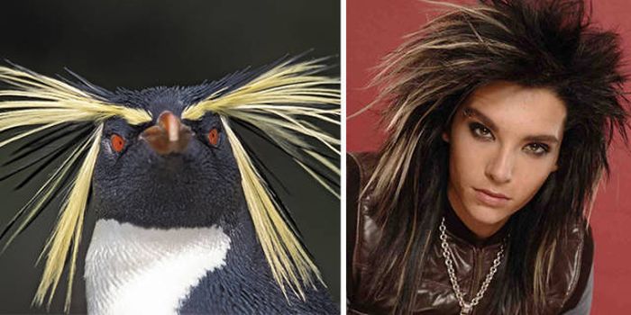 Celebrities Side By Side With Their Animal Doppelgangers (58 pics)