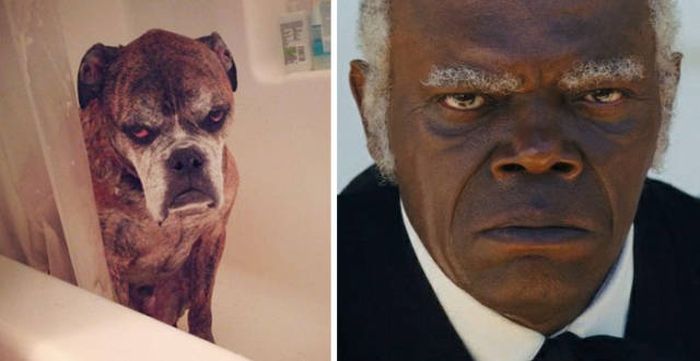 Celebrities Side By Side With Their Animal Doppelgangers (58 pics)