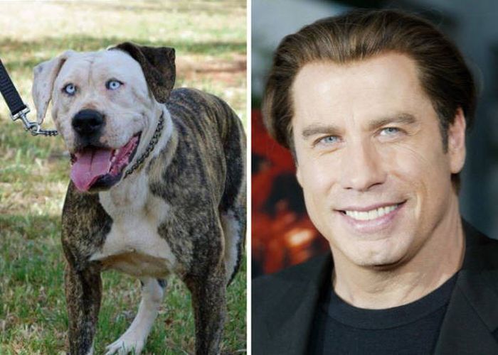 Celebrities Side By Side With Their Animal Doppelgangers (58 pics)