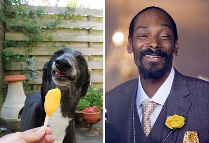 Celebrities Side By Side With Their Animal Doppelgangers (58 pics)