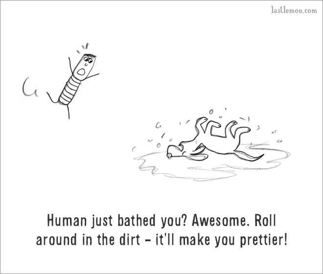 The Ultimate Guide On How To Be A Dog (18 pics)