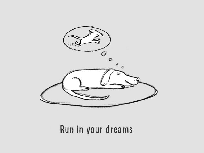 The Ultimate Guide On How To Be A Dog (18 pics)