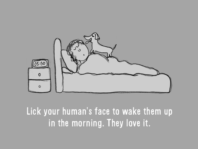 The Ultimate Guide On How To Be A Dog (18 pics)