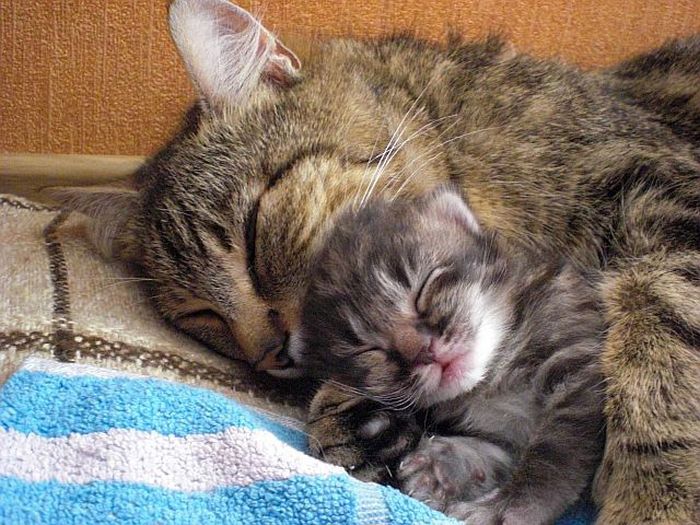 Adorable Animals Who Also Make Awesome Parents (27 pics)