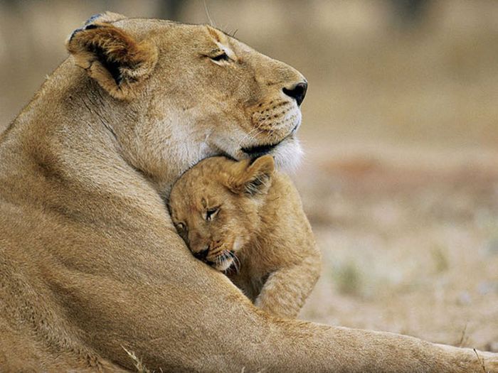 Adorable Animals Who Also Make Awesome Parents (27 pics)