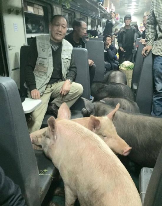 Pigs Can't Fly But They Do Ride Trains (6 pics)