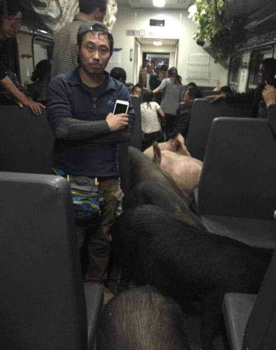 Pigs Can't Fly But They Do Ride Trains (6 pics)