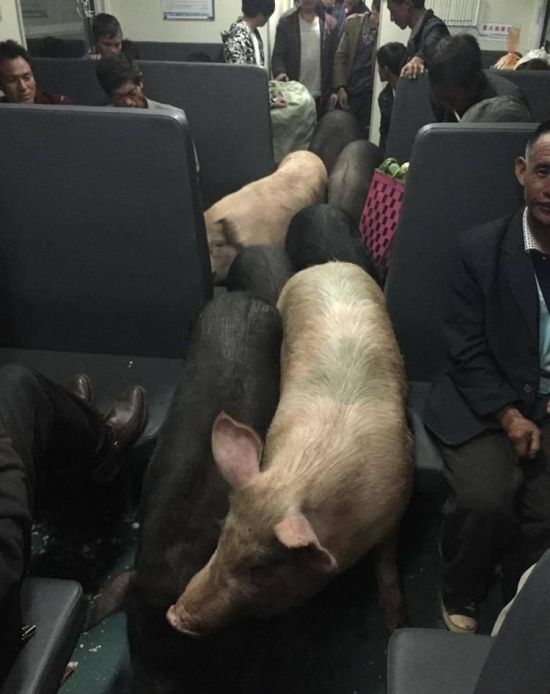 Pigs Can't Fly But They Do Ride Trains (6 pics)