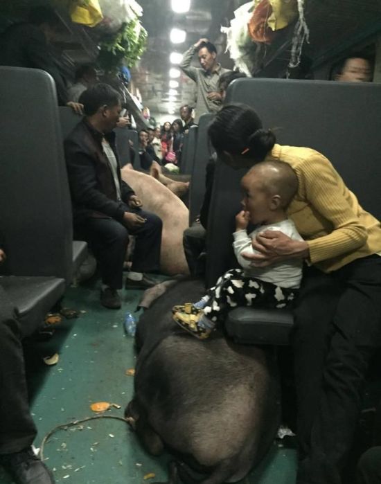 Pigs Can't Fly But They Do Ride Trains (6 pics)