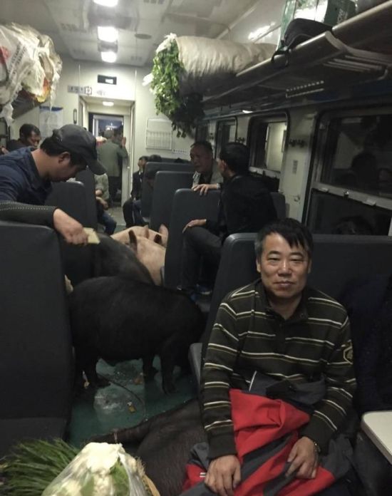 Pigs Can't Fly But They Do Ride Trains (6 pics)