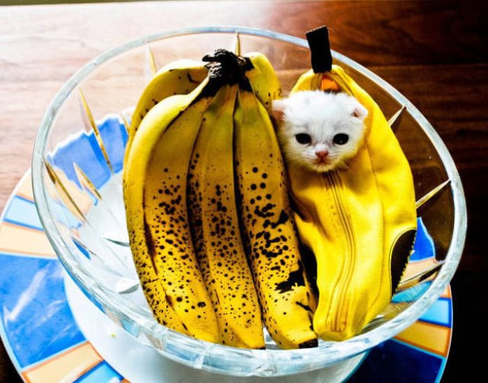 Acid Picdump (106 pics)