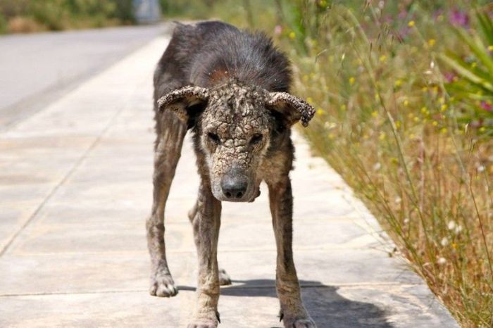 Dog With Face Of Stone Gets A New Home And A New Life (8 pics)