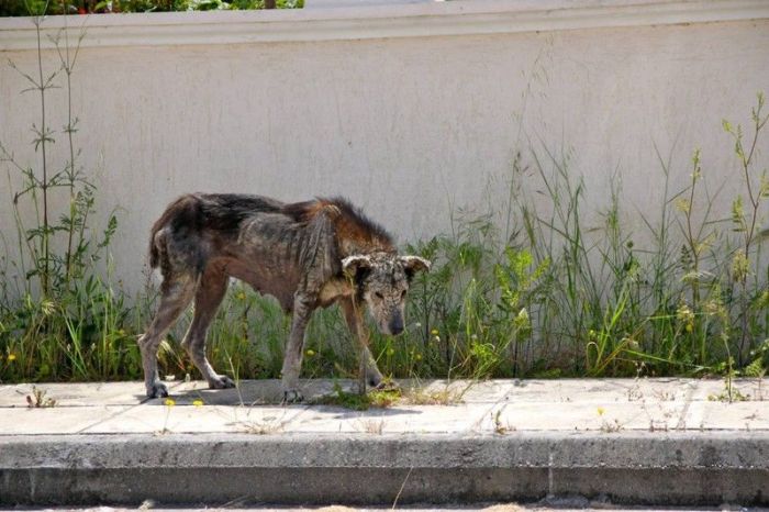 Dog With Face Of Stone Gets A New Home And A New Life (8 pics)