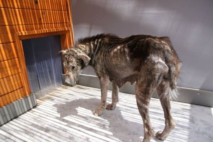 Dog With Face Of Stone Gets A New Home And A New Life (8 pics)