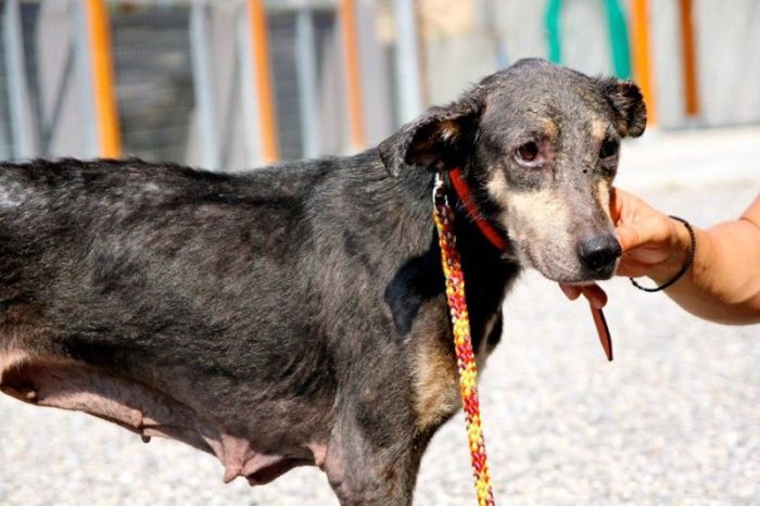 Dog With Face Of Stone Gets A New Home And A New Life (8 pics)