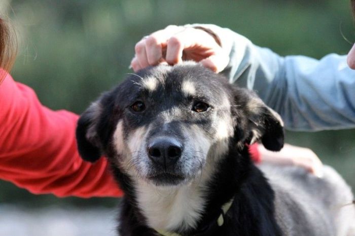 Dog With Face Of Stone Gets A New Home And A New Life (8 pics)