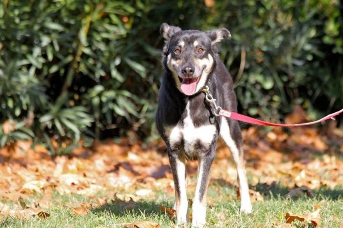 Dog With Face Of Stone Gets A New Home And A New Life (8 pics)