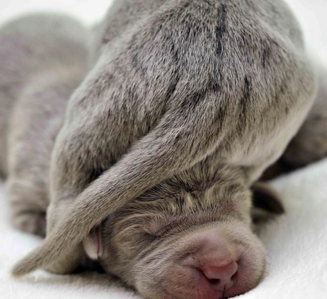 Dogs Look Very Different When They're Only 3 Weeks Old (14 pics)